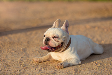 Young french bulldog is sleeping, playing on the ground.