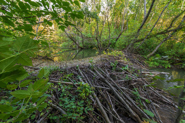 A beaver's dam