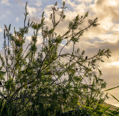 Vögel in einem Busch vor schönem Abendhimmel, Guadeloupe