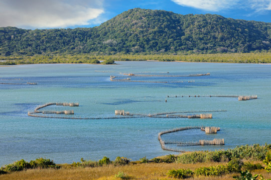 Traditional Tsonga fish traps built in the Kosi Bay estuary, Tongaland, South Africa.
