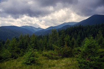 Fototapeta na wymiar beautiful forest landscape in the mountains