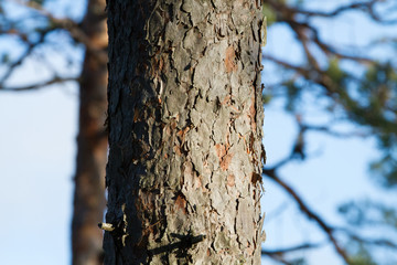 A close up photo of tree bark.