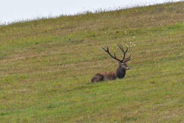 Naklejka na ściany i meble Deer stag in rut season sitting on the meadow 