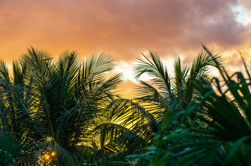 Fototapeta na wymiar Sonnenuntergang hinter Palmen, Guadeloupe