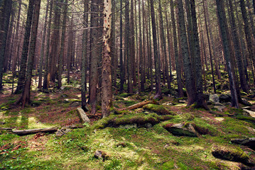 dense forest in the Carpathian Mountains