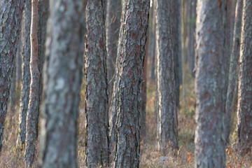 A close up photo of tree bark.