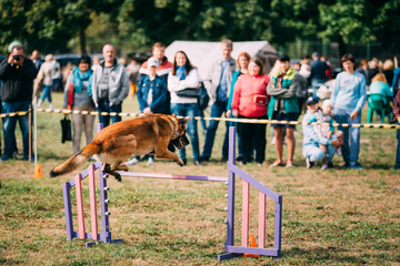 Malinois Dog Jumping Through Barrier During Agility Dog Training
