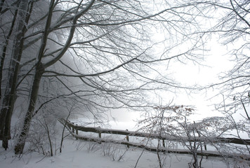 Obraz premium Winterwald