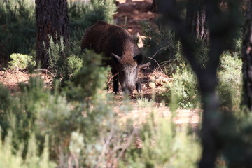 Wild board into the forest