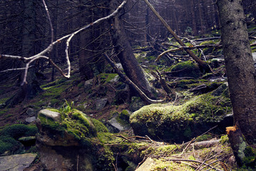 dense forest in the Carpathian Mountains