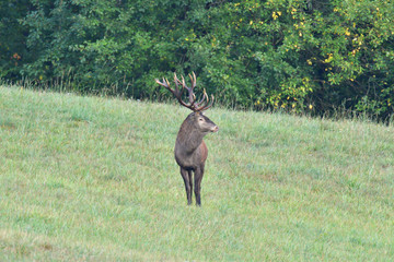 Stag walking on meadow in deer rut season