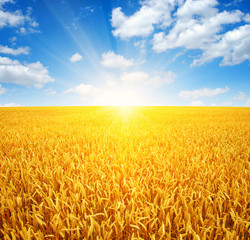 Wheat field and sun