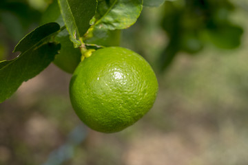 Close up of big lemon on its tree