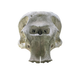 Elephant skull isolated on white background.