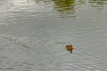 duck in the city pond