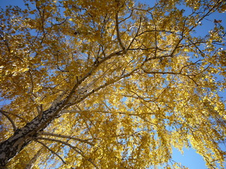 tree in autumn