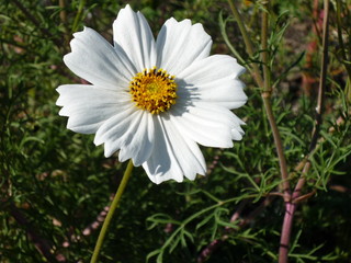 Fototapeta premium Chamomile