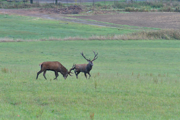 Deers stag in rut season on the meadow