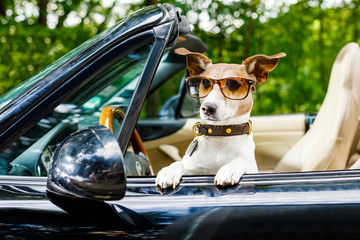 dog drivers license  driving a car