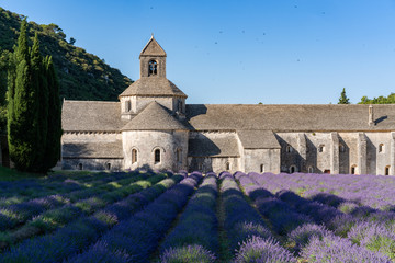 The famous Abbaye Notre-Dame de S&eacute;nanque with lavender field in the foreground, Provence, France