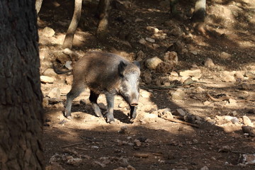 Wild board into the forest