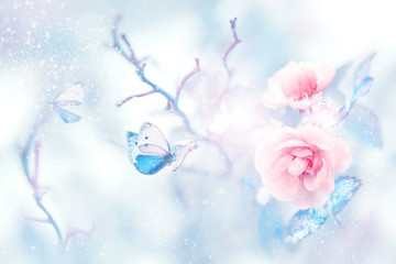Blue butterfly in the snow on pink roses in a fairy garden. Artistic Christmas image. Delicate gentle pink and blue tone.