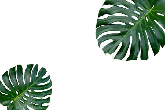 Two Monstera plant leaves, the tropical evergreen vine top view flat lay isolated on white background