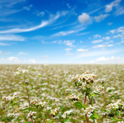 buckwheat field on sky