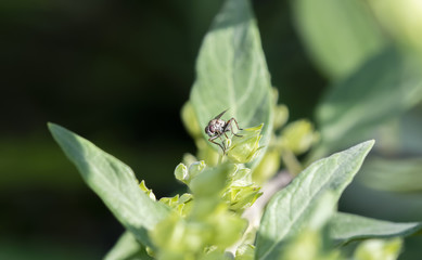 Macro of a Tiny Fly Perched on Green Leaves