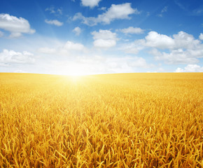 Fototapeta premium Wheat field and sun