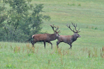 Deers stag in rut season on the meadow