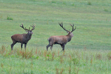 Naklejka na ściany i meble Deers stag in rut season on the meadow