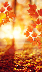Autumn leaves on the sun.