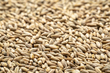 organic rye berries background
