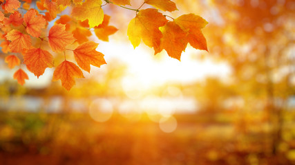 Autumn leaves on the sun.
