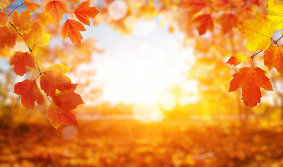 autumn background with maple leaves