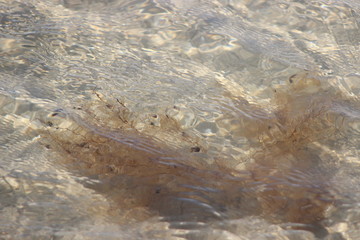 brown seaweed underwater