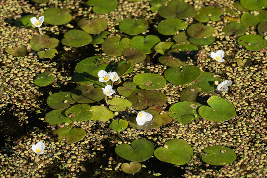 Group of white Frogbit flowers surrounded by Duckweed