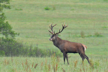 deer hart in mating season on meadow