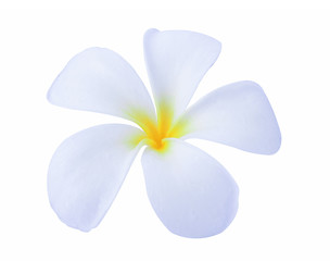 Fototapeta na wymiar frangimani flower isolated on white background