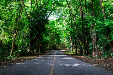 Green forest road at Straight mountain with label return.