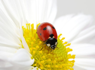 Ladybug on a flower