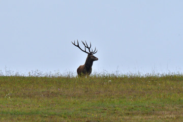 deer hart in mating season on meadow