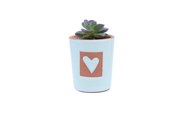 Cactus succulent plant in Pots A plant on white background. Cactus It is beautiful and unique in Natural background.Clipping path.