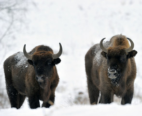 Bisons, winter day in the snow