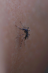 mosquito sucking blood extreme close up