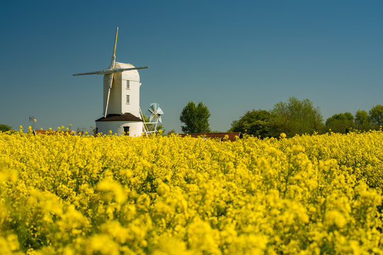 White Windmill in yellow rapeseed field