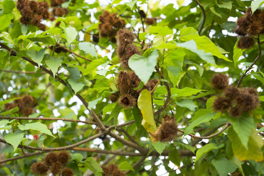 Achiote plant or Annatto plant seeds in nature, red pods are used for flavoring and natural color