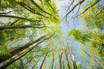 Looking up in the forest