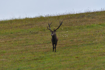 Deers stag in rut season on the meadow